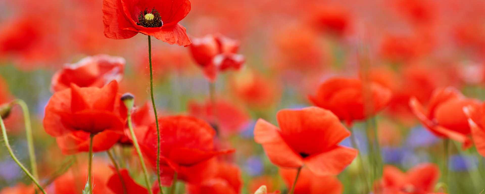 Newsletter Background 2026 02 12 T150326 508